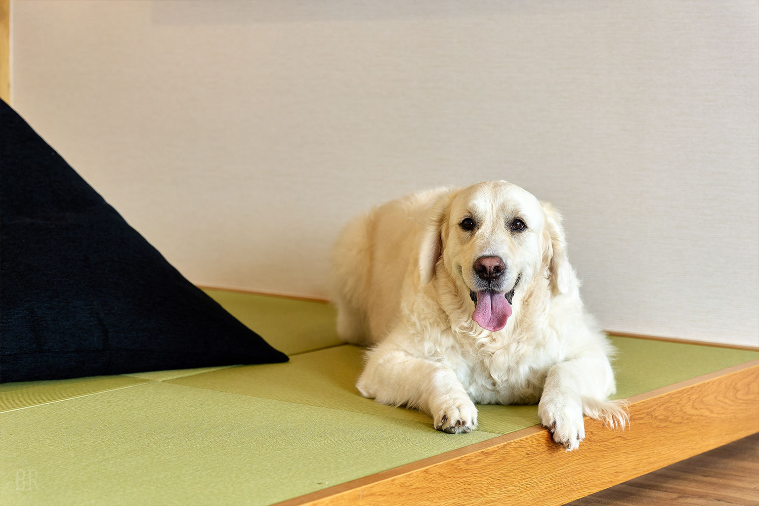 愛犬用アメニティも完備