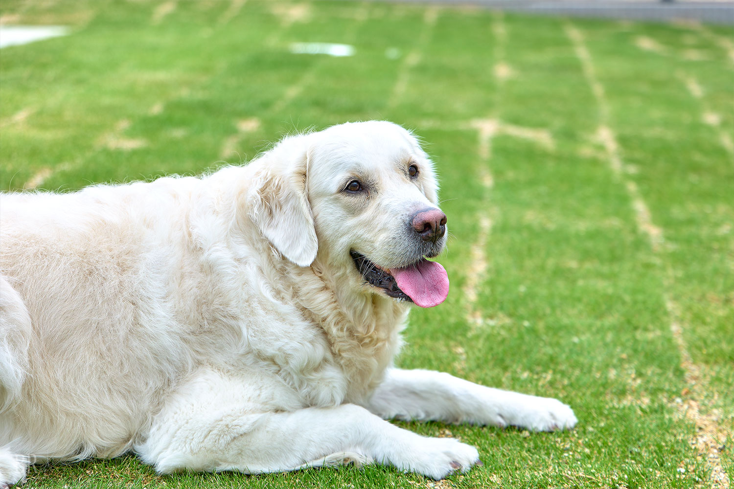 愛犬と泊まれる3つのお部屋