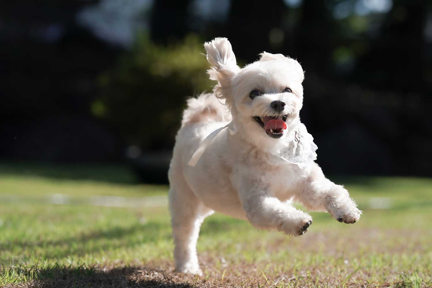 愛犬